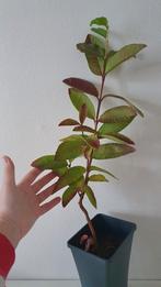 Guava Colombian Red eetbaar fruit biologisch exotisch, Huis en Inrichting, Minder dan 100 cm, Fruitplant, In pot, Volle zon