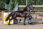 4 jarige drachtige stermerrie (beleerd), Dieren en Toebehoren, Paarden, Merrie, Recreatiepaard, 3 tot 6 jaar