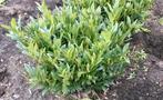 Prunus laur. Otto Luyken, Vaste plant, Halfschaduw, Lente, Ophalen