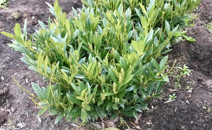 Prunus laur. Otto Luyken, Tuin en Terras, Planten | Tuinplanten, Vaste plant, Overige soorten, Halfschaduw, Lente, Ophalen