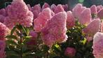 Hydrangea pan. 'Pink & Rose', Tuin en Terras, Planten | Struiken en Hagen, Ophalen of Verzenden, Hortensia, Struik, Minder dan 100 cm