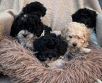 Prachtige Dwergpoedel puppy’s, Dieren en Toebehoren, Poedel, Rabiës (hondsdolheid), 8 tot 15 weken, Meerdere