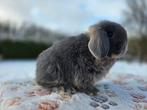 Prachtige lieve raszuivere minilop konijntjes, Dieren en Toebehoren, Meerdere dieren, Dwerg, Hangoor, 0 tot 2 jaar