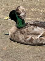 Mooi koppel kuifeenden, Dieren en Toebehoren, Pluimvee, Meerdere dieren, Kip