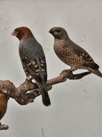 Roodkopamadine koppel, Dieren en Toebehoren, Vogels | Overige Vogels, Meerdere dieren, Tropenvogel