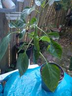 Peper plante van kamer ik weg vakantie, Ophalen, Halfschaduw, Minder dan 100 cm