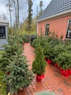 Heel veel soorten kerstbomen, Tuin en Terras, Planten | Bomen, Volle zon, Minder dan 100 cm, Zomer, Overige soorten