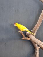 Kakariki,s koppel, Dieren en Toebehoren, Meerdere dieren, Parkiet