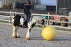 Mooie brede irish cob, Merrie, Zadelmak, 3 tot 6 jaar, C pony (1.27m tot 1.37m)