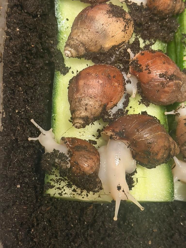 Afrikaanse reuzenslakkenbaby’s van september 2025, Dieren en Toebehoren, Overige Dieren, Meerdere dieren, September