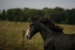 Zangersheide-Holsteiner-Lusitano Jaarlinghengst v. Asca Z., Dieren en Toebehoren, Paarden, Gechipt, Dressuurpaard, 0 tot 2 jaar