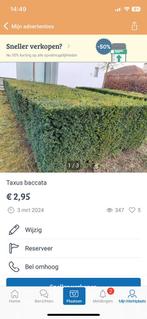 Taxus baccata, Ophalen, Zo goed als nieuw, 20 m² of meer