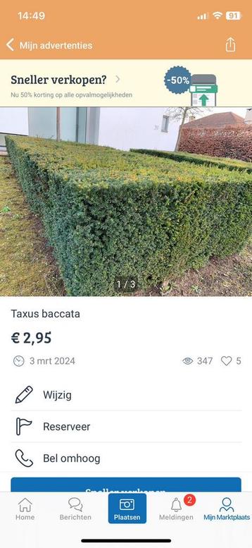 Taxus baccata beschikbaar voor biedingen