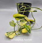 Scindapsus Apolaki nr 1, Huis en Inrichting, Kamerplanten, Overige soorten, In pot, Minder dan 100 cm, Groene kamerplant