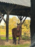 Weidegang met schuilstal, Dieren en Toebehoren, Weidegang