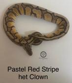 Koningspython ballpython Pastel Red Stripe het Clown man, Dieren en Toebehoren, Reptielen en Amfibieën, Slang