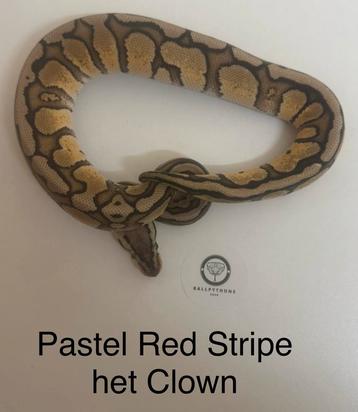 Koningspython ballpython Pastel Red Stripe het Clown man beschikbaar voor biedingen