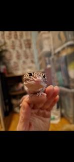 Luipaardgekko, Dieren en Toebehoren, Reptielen en Amfibieën, Hagedis, Tam