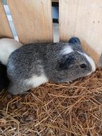 4 leuke cavia beertjes, Dieren en Toebehoren, Cavia, Mannelijk, Tam, September