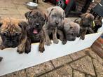 Cane Corso puppy pups boerboel grijs bruin, mogen 10 nov weg, Rabiës (hondsdolheid), Overige rassen, 8 tot 15 weken, Meerdere