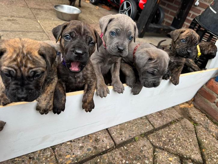Cane Corso puppy pups boerboel grijs bruin, mogen 10 nov weg, Dieren en Toebehoren, Honden | Bulldogs, Pinschers en Molossers