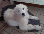 MAREMMA PUPS, België, Particulier, Rabiës (hondsdolheid), 8 tot 15 weken