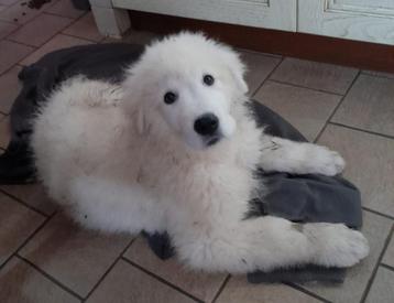 MAREMMA PUPS beschikbaar voor biedingen