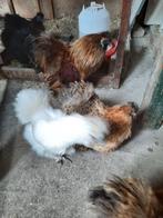 Toom zijdehoenders, Dieren en Toebehoren, Pluimvee, Vrouwelijk, Kip