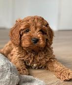 Cavapoo/Maltipoo pup, Dieren en Toebehoren, Honden | Chihuahua's en Gezelschapshonden, Rabiës (hondsdolheid), 8 tot 15 weken, Eén hond