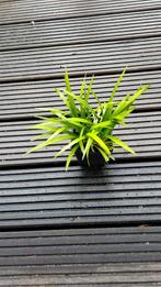 Liriope, Tuin en Terras, Planten | Tuinplanten, Ophalen, Overige soorten, Volle zon