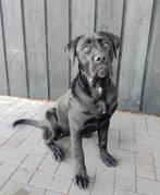RASZUIVERE CANE CORSO PUP met stamboom!, 15 weken tot 1 jaar, Overige rassen, Teef, Eén hond
