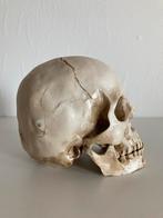 Schedel skull, Ophalen of Verzenden