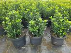 Buxusvervanger Euonymus Green Spire, Tuin en Terras, Ophalen of Verzenden, Zomer, Volle zon