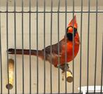 Te Koop Koppel Rode Kardinalen 2022, Meerdere dieren, Wildzangvogel, Geringd