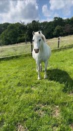 B pony Merrie, Dieren en Toebehoren, Pony's, B, B pony (1.17m tot 1.27m), 11 jaar of ouder, Recreatiepony