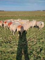 Ooien (Texelaar), Vrouwelijk, Schaap, 0 tot 2 jaar