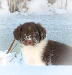 Enthousiaste friese stabij x australische herder reutje, Parvo, Reu, 8 tot 15 weken, Eén hond