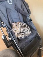 Vrouwtjes kat 1,5 jaar, Dieren en Toebehoren, Katten en Kittens | Overige Katten, Poes