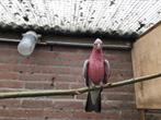 Rosé kaketoe ontsnapt, Vrouwelijk, Papegaai, Geringd