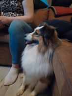 Dekreu Sheltie, Particulier, 3 tot 5 jaar, Reu, Nederland