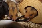 Syrische goudhamsters., Dieren en Toebehoren, September, Meerdere dieren, Hamster