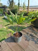 palm, Volle zon, Vaste plant, Bloeit niet, Ophalen