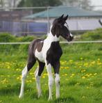 Ter dekking; Homozygoot tobiano bonte warmbloed dekhengst, Hengst, 0 tot 2 jaar, Z, Dressuurpaard