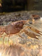 Cambarellus diminutus – dwergkreeftjes | Aquaria Pura, Dieren en Toebehoren, Vis