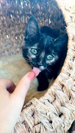 Lieve kitten Toulouse, Poes, Kortharig, 0 tot 2 jaar