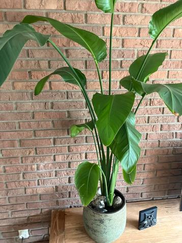 Grote Kamerplant in Pot beschikbaar voor biedingen