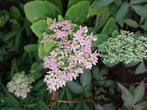 Tuinplantje jonge plant vast plantje, Tuin en Terras, Planten | Tuinplanten, Ophalen, Zomer, Volle zon