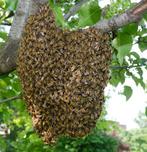 Bijenzwerm gespot! Stuur gerust een bericht., Dieren en Toebehoren, Ophalen, Zo goed als nieuw