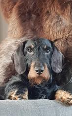 Pups ruwharige teckel standaard met stamboom, Standaard, Rabiës (hondsdolheid), 8 tot 15 weken, Geslacht onbekend