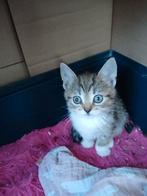 British shorthair kitten, Dieren en Toebehoren, Katten en Kittens | Overige Katten, Poes